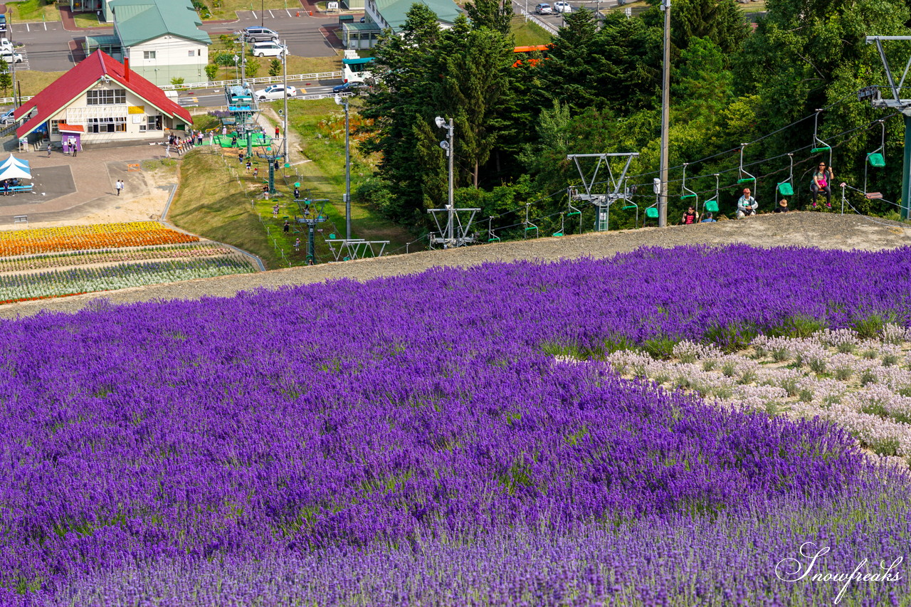 夏の北海道観光の定番・中富良野町の『ラベンダー畑』をカメラ散歩♪